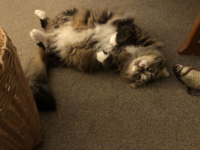 Hey Pandas, Share The Funniest Picture Of Your Pet Hey Pandas, Share The Funniest Picture Of Your Pet