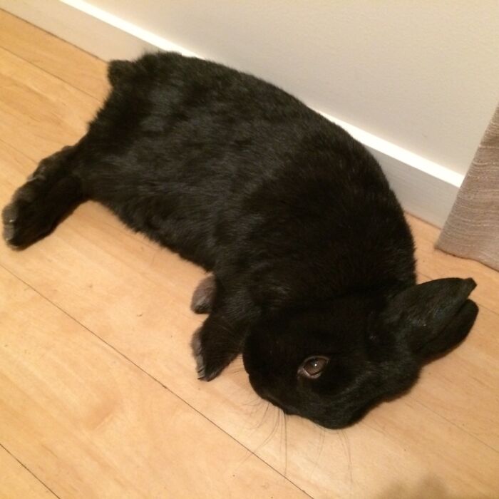 Hey Pandas, Share The Funniest Picture Of Your Pet Hey Pandas, Share The Funniest Picture Of Your Pet