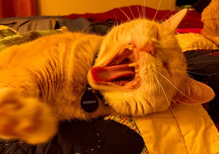 Hey Pandas, Share The Funniest Picture Of Your Pet Hey Pandas, Share The Funniest Picture Of Your Pet