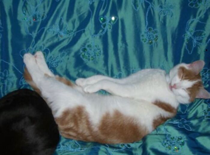 Hey Pandas, Share The Funniest Picture Of Your Pet Hey Pandas, Share The Funniest Picture Of Your Pet