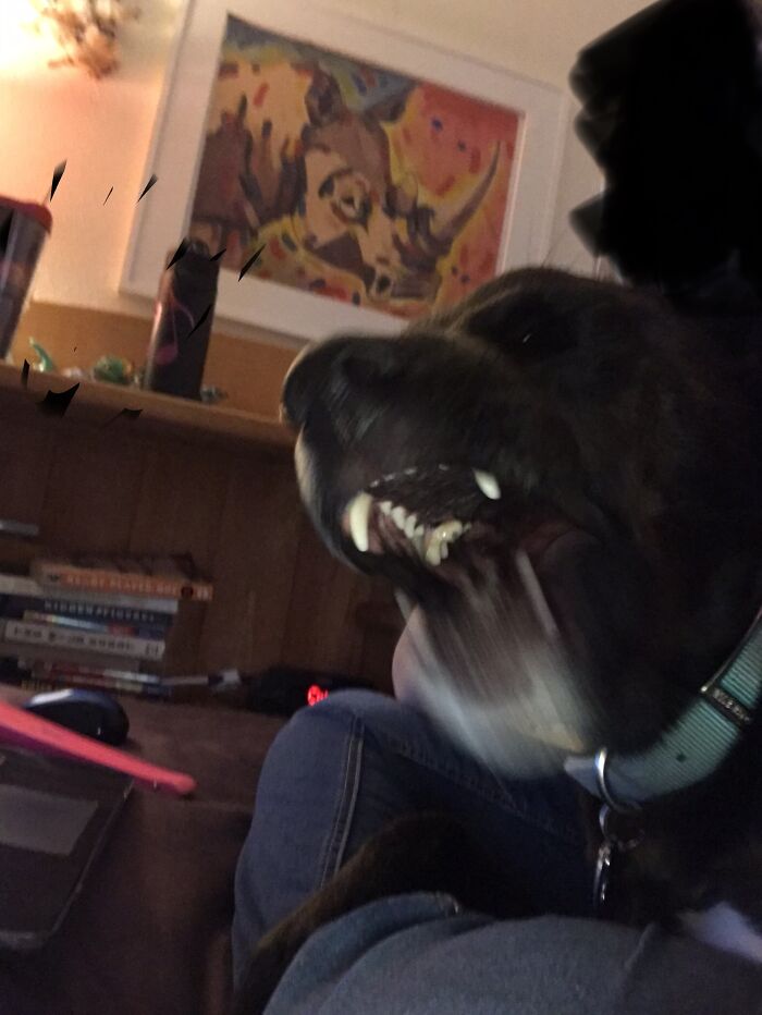 Hey Pandas, Share The Funniest Picture Of Your Pet Hey Pandas, Share The Funniest Picture Of Your Pet