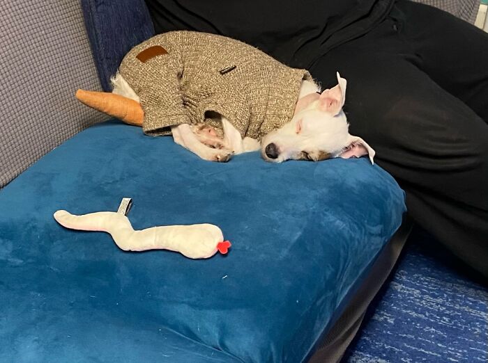 Hey Pandas, Share The Funniest Picture Of Your Pet Hey Pandas, Share The Funniest Picture Of Your Pet