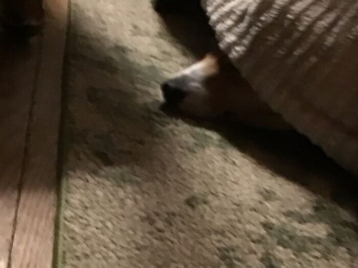 Hey Pandas, Share The Funniest Picture Of Your Pet Hey Pandas, Share The Funniest Picture Of Your Pet