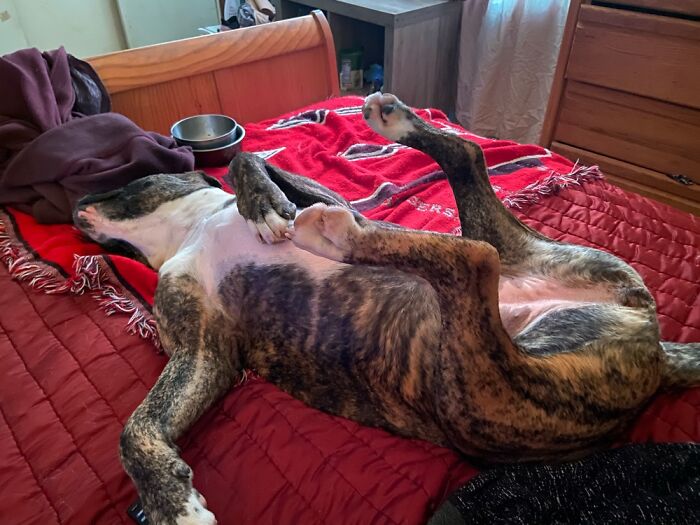 Hey Pandas, Share The Funniest Picture Of Your Pet Hey Pandas, Share The Funniest Picture Of Your Pet