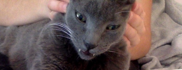 Hey Pandas, Share The Funniest Picture Of Your Pet Hey Pandas, Share The Funniest Picture Of Your Pet