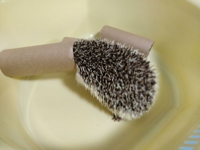 Hey Pandas, Share The Funniest Picture Of Your Pet Hey Pandas, Share The Funniest Picture Of Your Pet