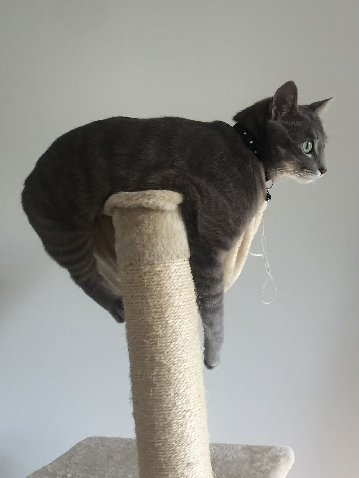 Hey Pandas, Share The Funniest Picture Of Your Pet Hey Pandas, Share The Funniest Picture Of Your Pet