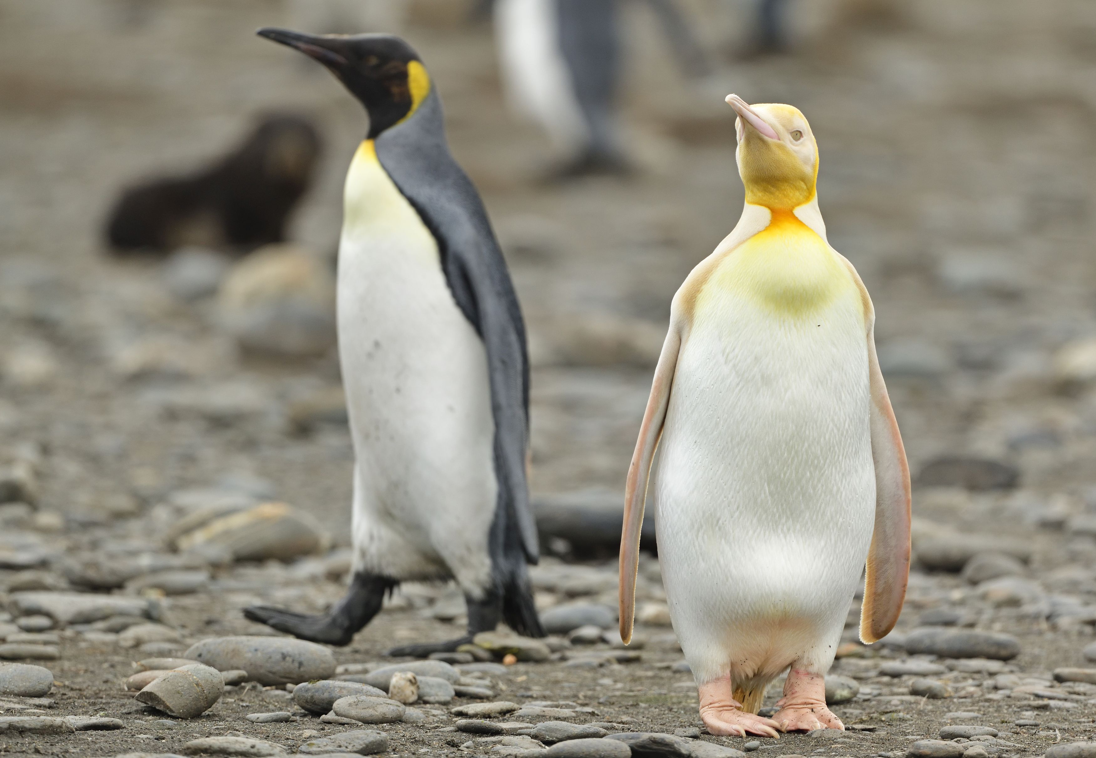 Wildlife Photographer Captures A ‘Never Before Seen’ 1-In-146k Yellow Penguin Wildlife Photographer Captures A ‘Never Before Seen’ 1-In-146k Yellow Penguin