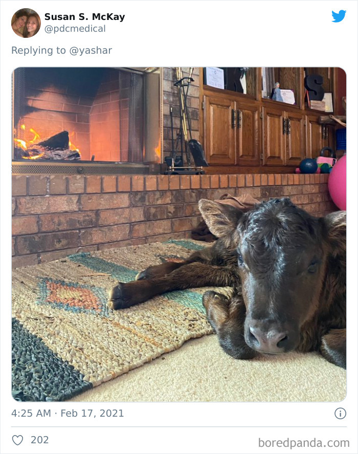 Texans Are Bringing Farm And Wild Animals Inside To Keep Them Warm During The Cold Wave (19 Pics) Texans Are Bringing Farm And Wild Animals Inside To Keep Them Warm During The Cold Wave (19 Pics)