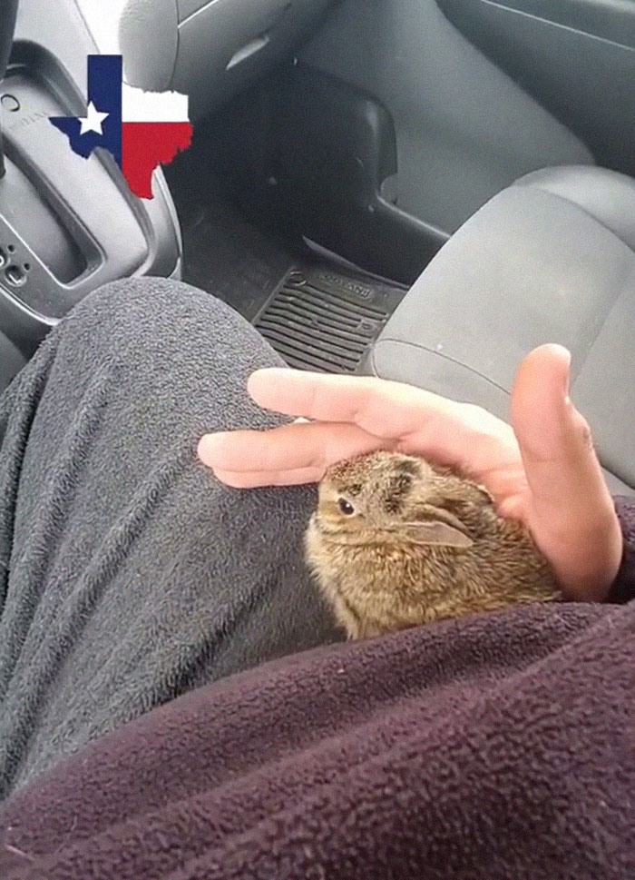 Texans Are Bringing Farm And Wild Animals Inside To Keep Them Warm During The Cold Wave (19 Pics) Texans Are Bringing Farm And Wild Animals Inside To Keep Them Warm During The Cold Wave (19 Pics)