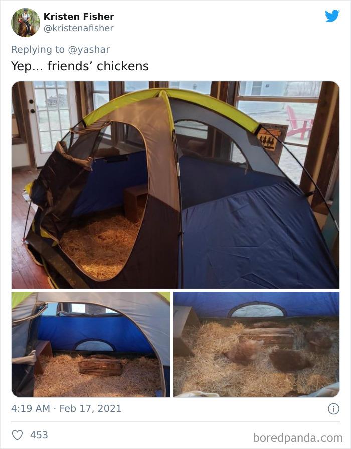 Texans Are Bringing Farm And Wild Animals Inside To Keep Them Warm During The Cold Wave (19 Pics) Texans Are Bringing Farm And Wild Animals Inside To Keep Them Warm During The Cold Wave (19 Pics)