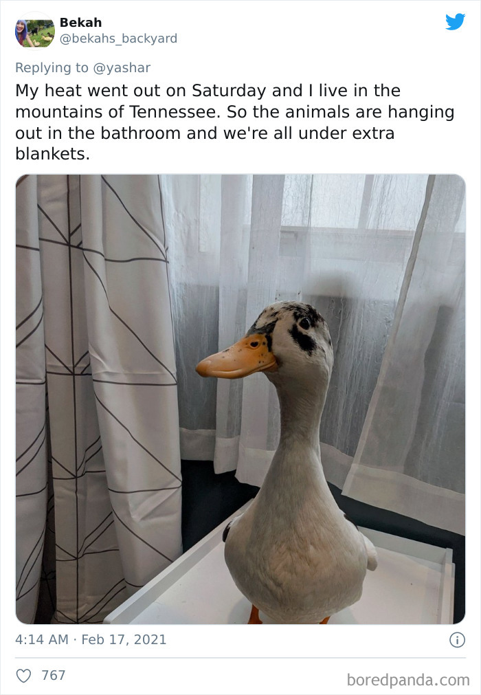 Texans Are Bringing Farm And Wild Animals Inside To Keep Them Warm During The Cold Wave (19 Pics) Texans Are Bringing Farm And Wild Animals Inside To Keep Them Warm During The Cold Wave (19 Pics)