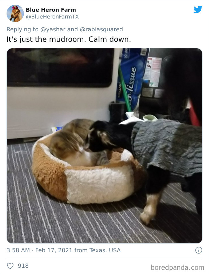 Texans Are Bringing Farm And Wild Animals Inside To Keep Them Warm During The Cold Wave (19 Pics) Texans Are Bringing Farm And Wild Animals Inside To Keep Them Warm During The Cold Wave (19 Pics)