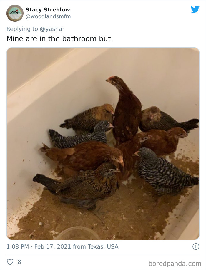 Texans Are Bringing Farm And Wild Animals Inside To Keep Them Warm During The Cold Wave (19 Pics) Texans Are Bringing Farm And Wild Animals Inside To Keep Them Warm During The Cold Wave (19 Pics)