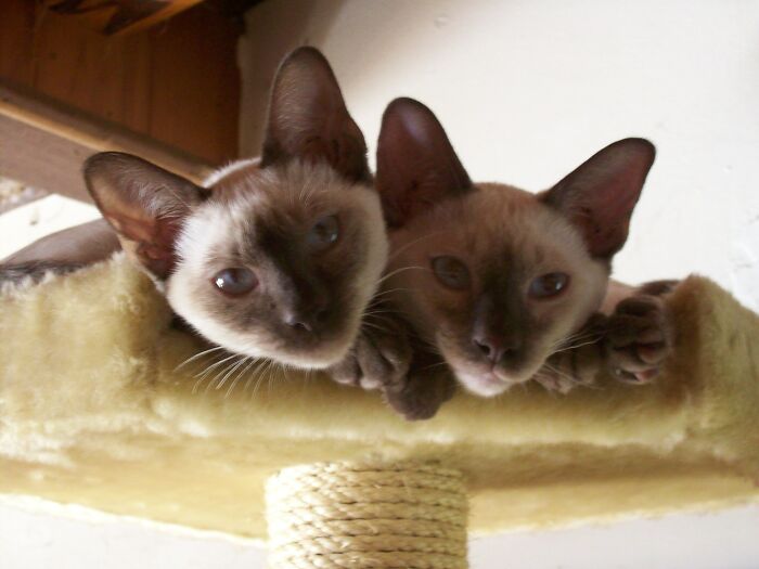 Hey Pandas, Who Has The Cutest Pet? (Closed) Hey Pandas, Who Has The Cutest Pet? (Closed)