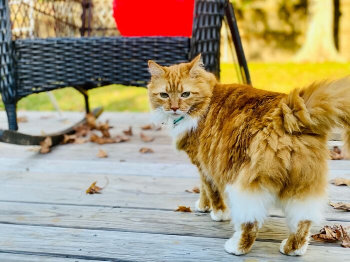 Hey Pandas, Who Has The Cutest Pet? (Closed) Hey Pandas, Who Has The Cutest Pet? (Closed)