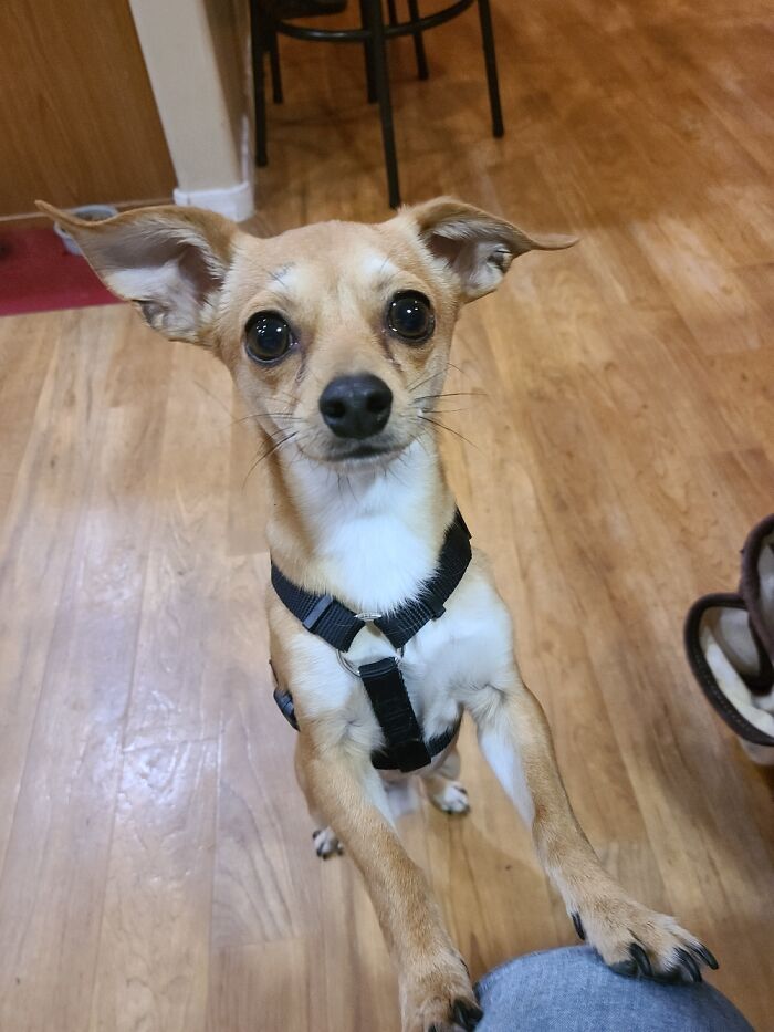 Hey Pandas, Who Has The Cutest Pet? (Closed) Hey Pandas, Who Has The Cutest Pet? (Closed)