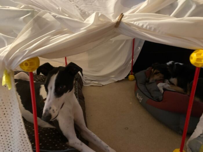 Hey Pandas, Who Has The Cutest Pet? (Closed) Hey Pandas, Who Has The Cutest Pet? (Closed)