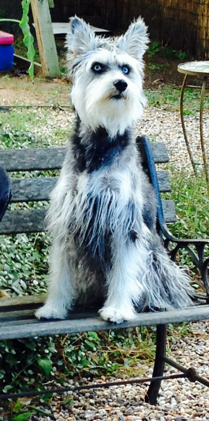 Show Me The Laziest, Biggest, And Fluffiest Dogs That You Have Seen (Closed) Show Me The Laziest, Biggest, And Fluffiest Dogs That You Have Seen (Closed)