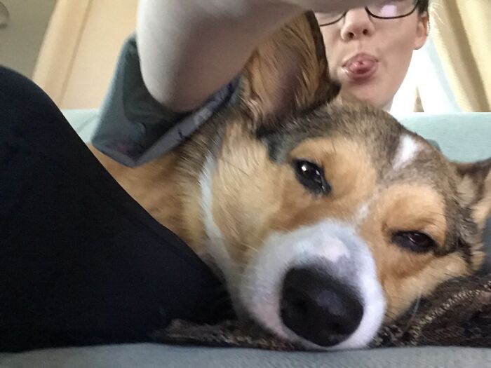 Show Me The Laziest, Biggest, And Fluffiest Dogs That You Have Seen (Closed) Show Me The Laziest, Biggest, And Fluffiest Dogs That You Have Seen (Closed)