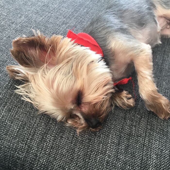 Show Me The Laziest, Biggest, And Fluffiest Dogs That You Have Seen (Closed) Show Me The Laziest, Biggest, And Fluffiest Dogs That You Have Seen (Closed)