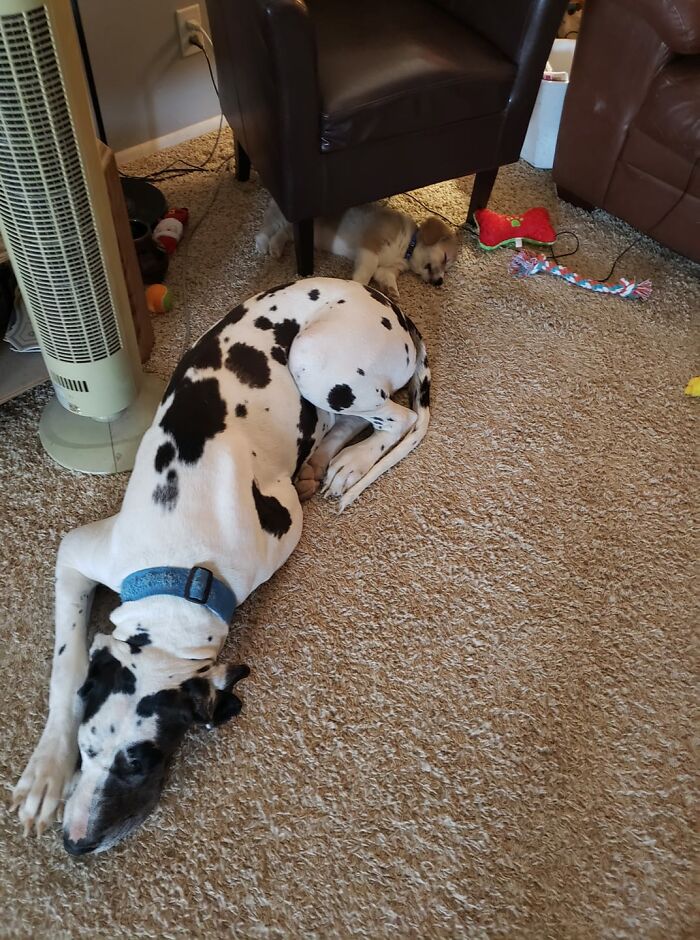 Show Me The Laziest, Biggest, And Fluffiest Dogs That You Have Seen (Closed) Show Me The Laziest, Biggest, And Fluffiest Dogs That You Have Seen (Closed)