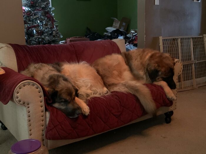 Show Me The Laziest, Biggest, And Fluffiest Dogs That You Have Seen (Closed) Show Me The Laziest, Biggest, And Fluffiest Dogs That You Have Seen (Closed)