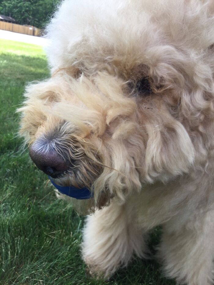 Show Me The Laziest, Biggest, And Fluffiest Dogs That You Have Seen (Closed) Show Me The Laziest, Biggest, And Fluffiest Dogs That You Have Seen (Closed)