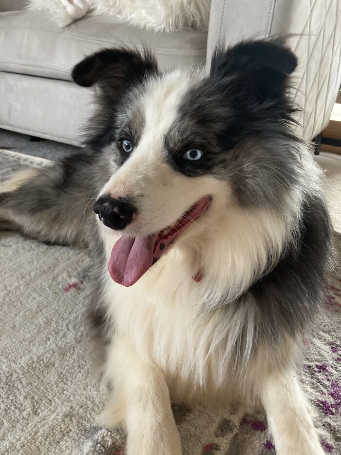 Show Me The Laziest, Biggest, And Fluffiest Dogs That You Have Seen (Closed) Show Me The Laziest, Biggest, And Fluffiest Dogs That You Have Seen (Closed)