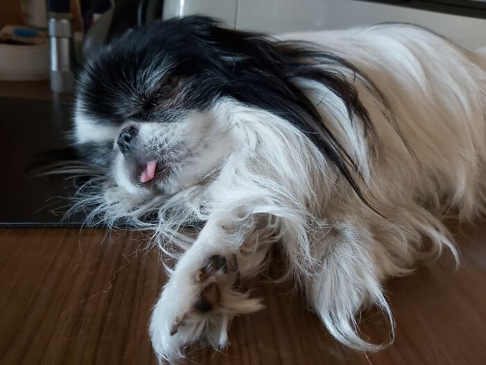 Show Me The Laziest, Biggest, And Fluffiest Dogs That You Have Seen (Closed) Show Me The Laziest, Biggest, And Fluffiest Dogs That You Have Seen (Closed)