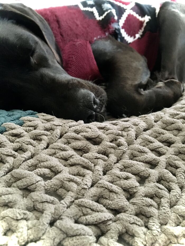 Show Me The Laziest, Biggest, And Fluffiest Dogs That You Have Seen (Closed) Show Me The Laziest, Biggest, And Fluffiest Dogs That You Have Seen (Closed)