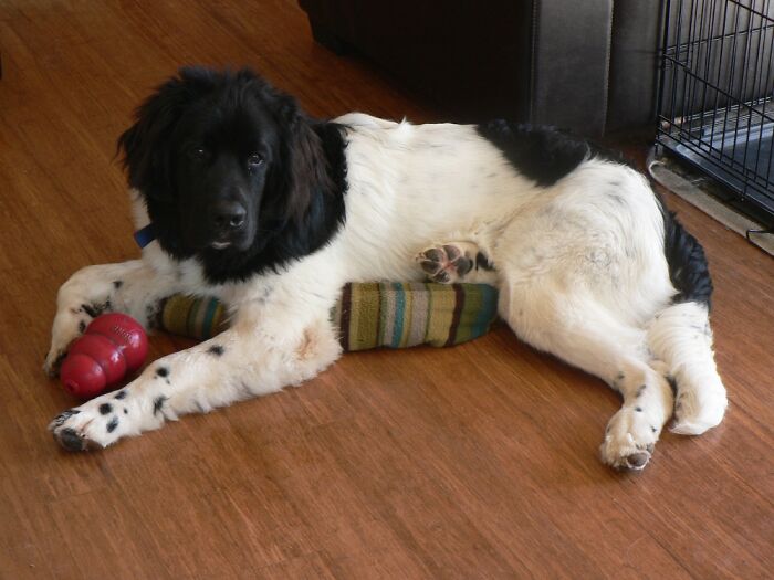 Show Me The Laziest, Biggest, And Fluffiest Dogs That You Have Seen (Closed) Show Me The Laziest, Biggest, And Fluffiest Dogs That You Have Seen (Closed)