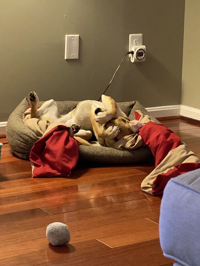 Show Me The Laziest, Biggest, And Fluffiest Dogs That You Have Seen (Closed) Show Me The Laziest, Biggest, And Fluffiest Dogs That You Have Seen (Closed)