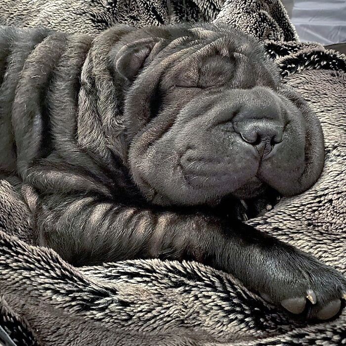 Show Me The Laziest, Biggest, And Fluffiest Dogs That You Have Seen (Closed) Show Me The Laziest, Biggest, And Fluffiest Dogs That You Have Seen (Closed)