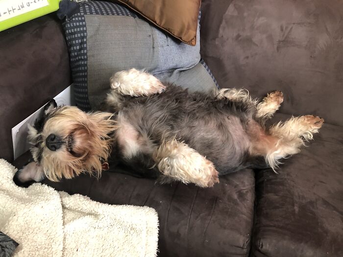 Show Me The Laziest, Biggest, And Fluffiest Dogs That You Have Seen (Closed) Show Me The Laziest, Biggest, And Fluffiest Dogs That You Have Seen (Closed)