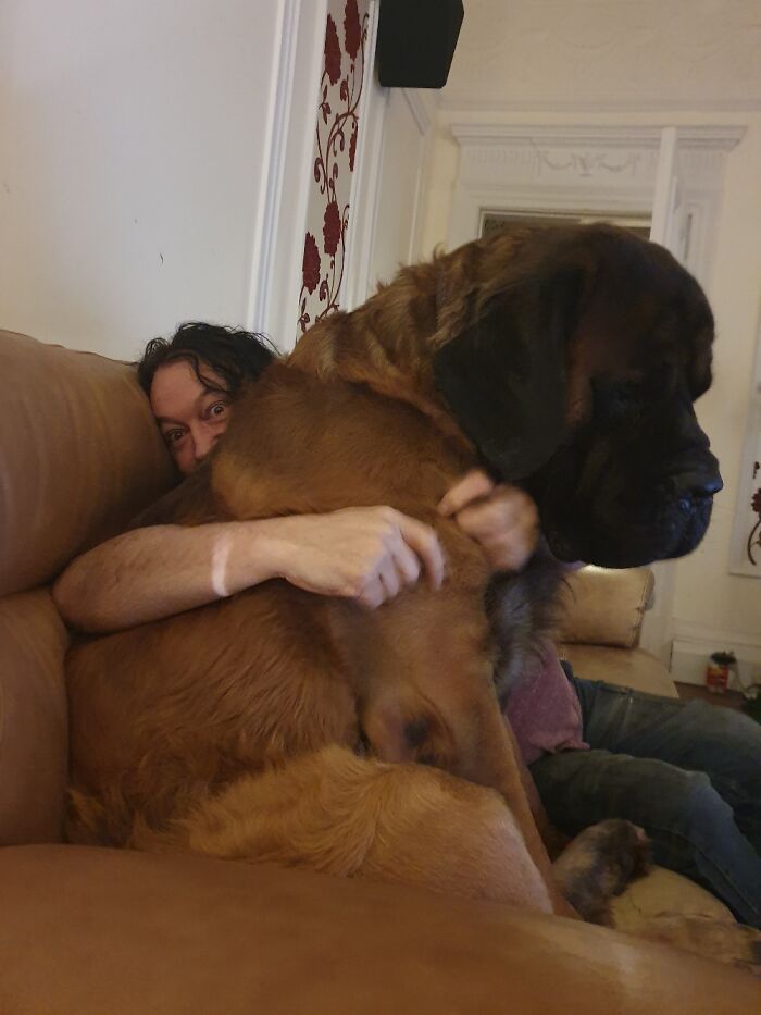 Show Me The Laziest, Biggest, And Fluffiest Dogs That You Have Seen (Closed) Show Me The Laziest, Biggest, And Fluffiest Dogs That You Have Seen (Closed)