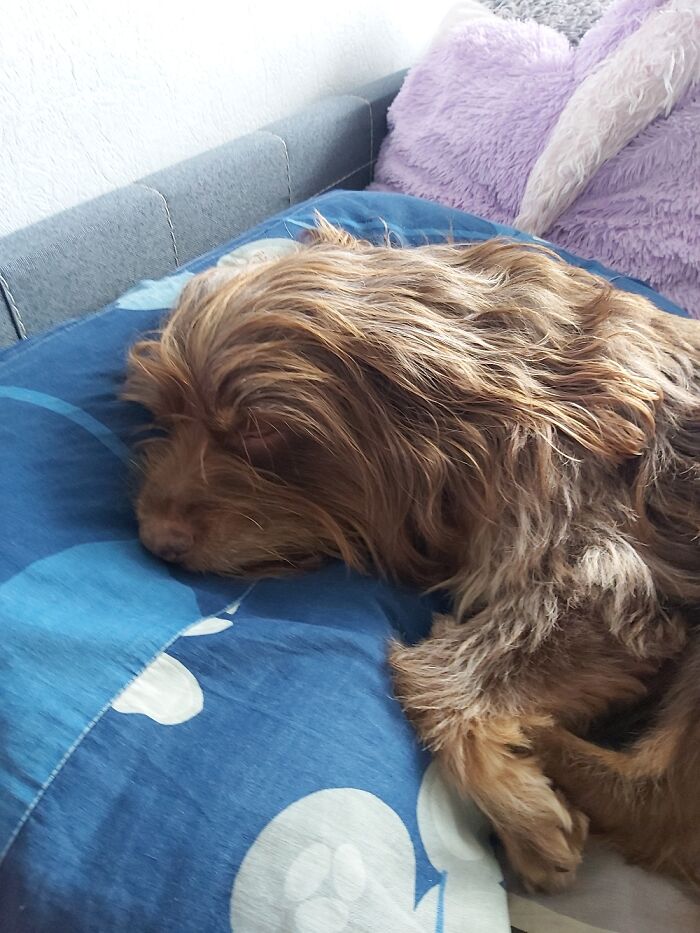 Show Me The Laziest, Biggest, And Fluffiest Dogs That You Have Seen (Closed) Show Me The Laziest, Biggest, And Fluffiest Dogs That You Have Seen (Closed)