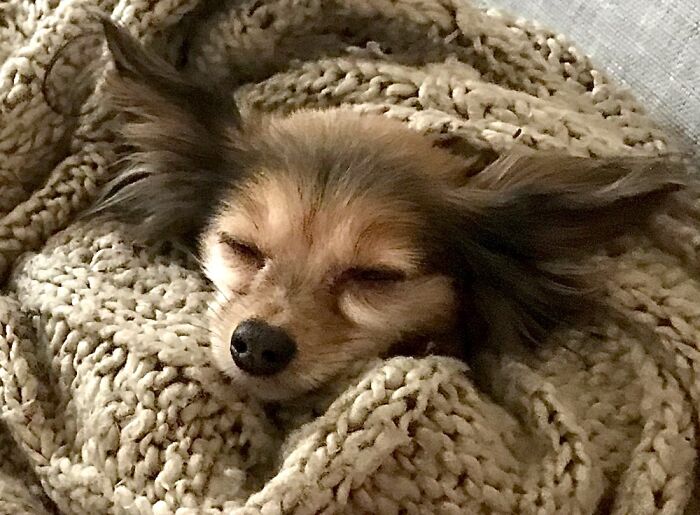 Show Me The Laziest, Biggest, And Fluffiest Dogs That You Have Seen (Closed) Show Me The Laziest, Biggest, And Fluffiest Dogs That You Have Seen (Closed)