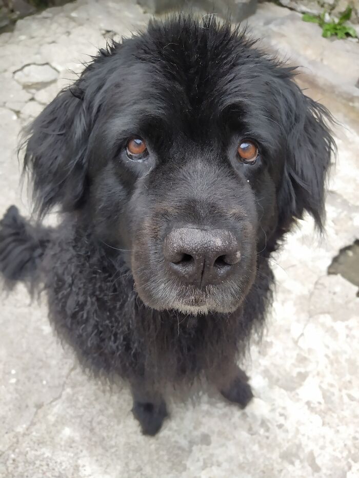 Show Me The Laziest, Biggest, And Fluffiest Dogs That You Have Seen (Closed) Show Me The Laziest, Biggest, And Fluffiest Dogs That You Have Seen (Closed)