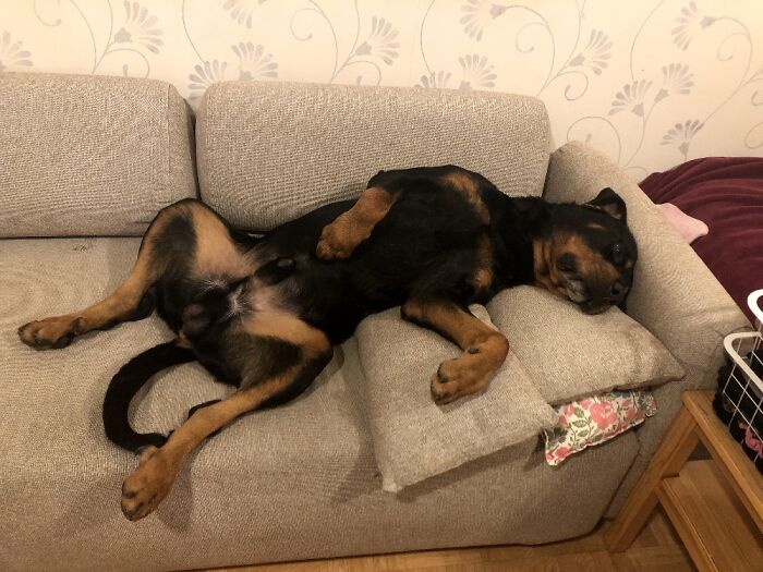 Show Me The Laziest, Biggest, And Fluffiest Dogs That You Have Seen (Closed) Show Me The Laziest, Biggest, And Fluffiest Dogs That You Have Seen (Closed)