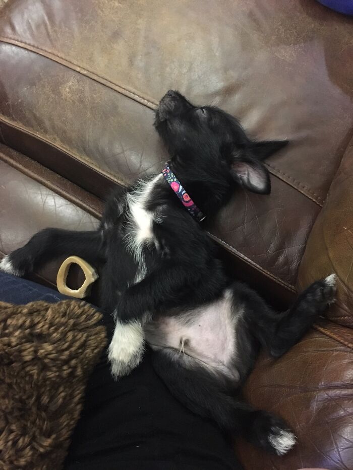 Show Me The Laziest, Biggest, And Fluffiest Dogs That You Have Seen (Closed) Show Me The Laziest, Biggest, And Fluffiest Dogs That You Have Seen (Closed)