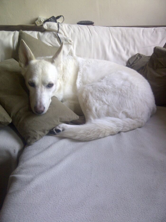 Show Me The Laziest, Biggest, And Fluffiest Dogs That You Have Seen (Closed) Show Me The Laziest, Biggest, And Fluffiest Dogs That You Have Seen (Closed)