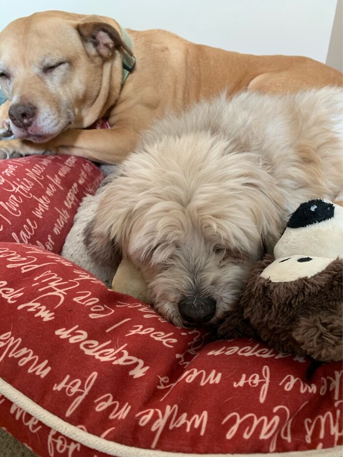 Show Me The Laziest, Biggest, And Fluffiest Dogs That You Have Seen (Closed) Show Me The Laziest, Biggest, And Fluffiest Dogs That You Have Seen (Closed)