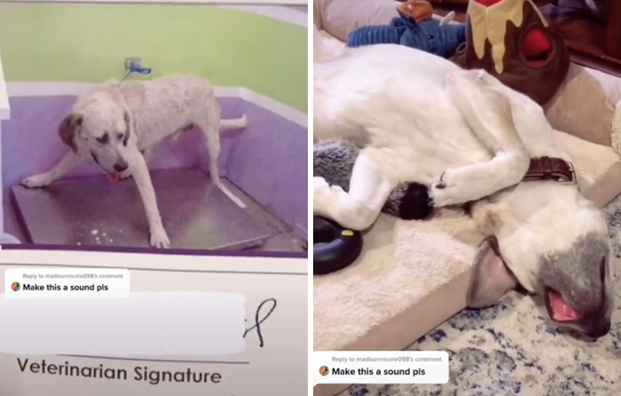 TikTok Challenge Has People Sharing Pics Of How Their Dogs Looked At The Shelter Versus How They Look Now (40 Pics) TikTok Challenge Has People Sharing Pics Of How Their Dogs Looked At The Shelter Versus How They Look Now (40 Pics)