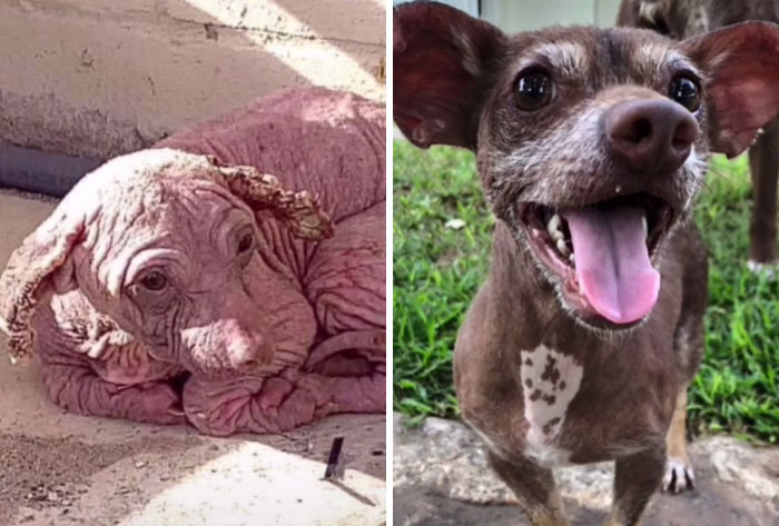 TikTok Challenge Has People Sharing Pics Of How Their Dogs Looked At The Shelter Versus How They Look Now (40 Pics) TikTok Challenge Has People Sharing Pics Of How Their Dogs Looked At The Shelter Versus How They Look Now (40 Pics)