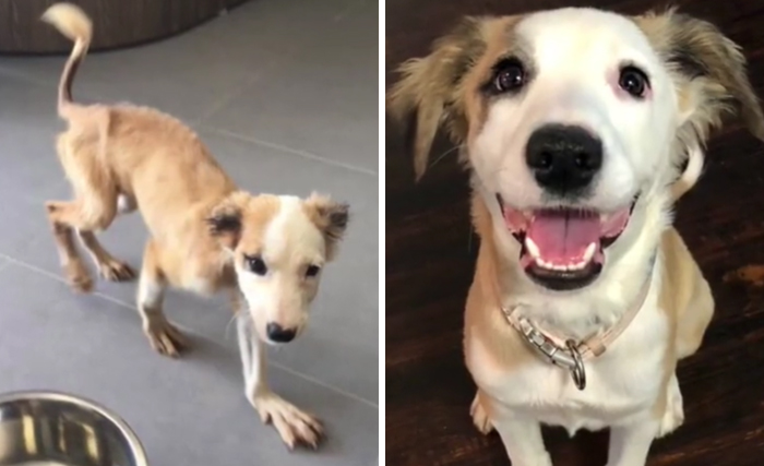 TikTok Challenge Has People Sharing Pics Of How Their Dogs Looked At The Shelter Versus How They Look Now (40 Pics) TikTok Challenge Has People Sharing Pics Of How Their Dogs Looked At The Shelter Versus How They Look Now (40 Pics)