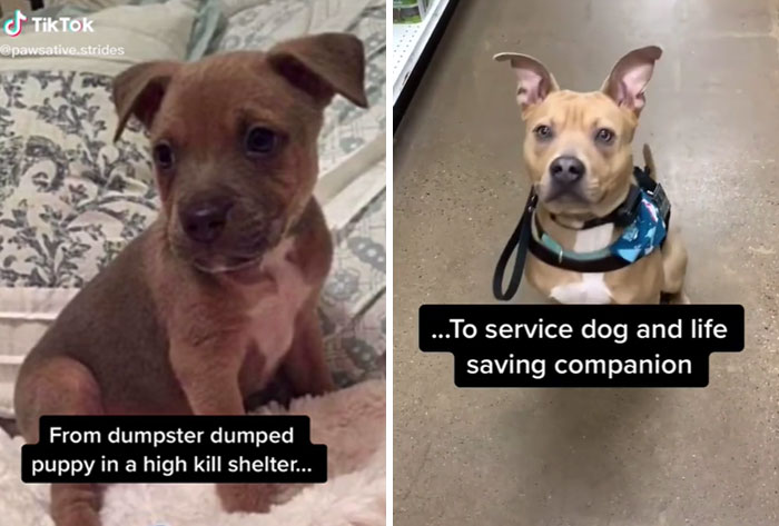 TikTok Challenge Has People Sharing Pics Of How Their Dogs Looked At The Shelter Versus How They Look Now (40 Pics) TikTok Challenge Has People Sharing Pics Of How Their Dogs Looked At The Shelter Versus How They Look Now (40 Pics)