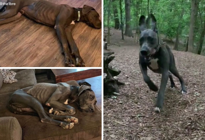 TikTok Challenge Has People Sharing Pics Of How Their Dogs Looked At The Shelter Versus How They Look Now (40 Pics) TikTok Challenge Has People Sharing Pics Of How Their Dogs Looked At The Shelter Versus How They Look Now (40 Pics)