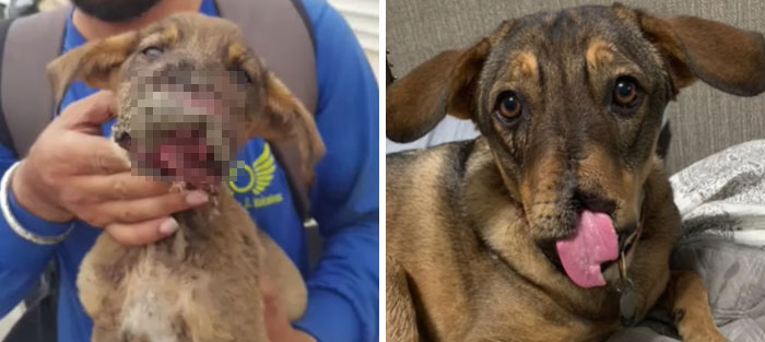 TikTok Challenge Has People Sharing Pics Of How Their Dogs Looked At The Shelter Versus How They Look Now (40 Pics) TikTok Challenge Has People Sharing Pics Of How Their Dogs Looked At The Shelter Versus How They Look Now (40 Pics)