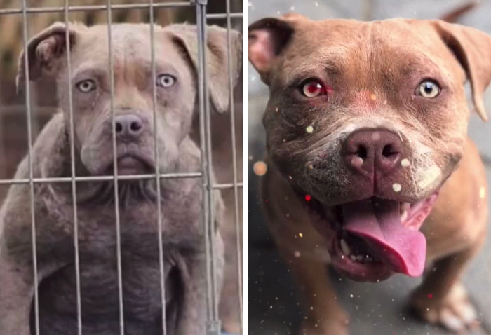 TikTok Challenge Has People Sharing Pics Of How Their Dogs Looked At The Shelter Versus How They Look Now (40 Pics) TikTok Challenge Has People Sharing Pics Of How Their Dogs Looked At The Shelter Versus How They Look Now (40 Pics)
